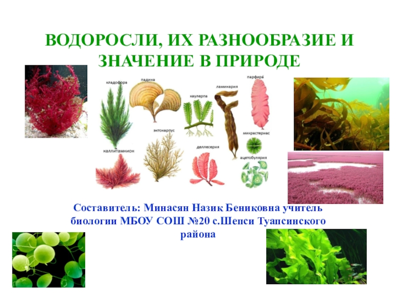 Жизнь водорослей в природе. Разнообразие водорослей. Водоросли многообразие водорослей. Водоросли их многообразие в природе. Многообразные водоросли.