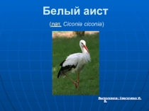 Презентация по биологии на тему Многообразие птиц