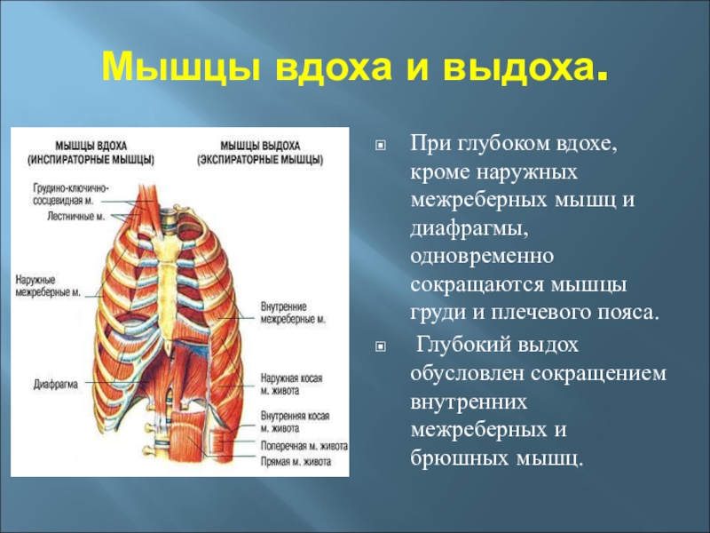 Межреберные мышцы. Наружные межреберные мышцы вдох и выдох. Наружные межреберные мышцы при вдохе и выдохе. Наружные межреберные мышцы при выдохе. Мышцы вдоха и выдоха.