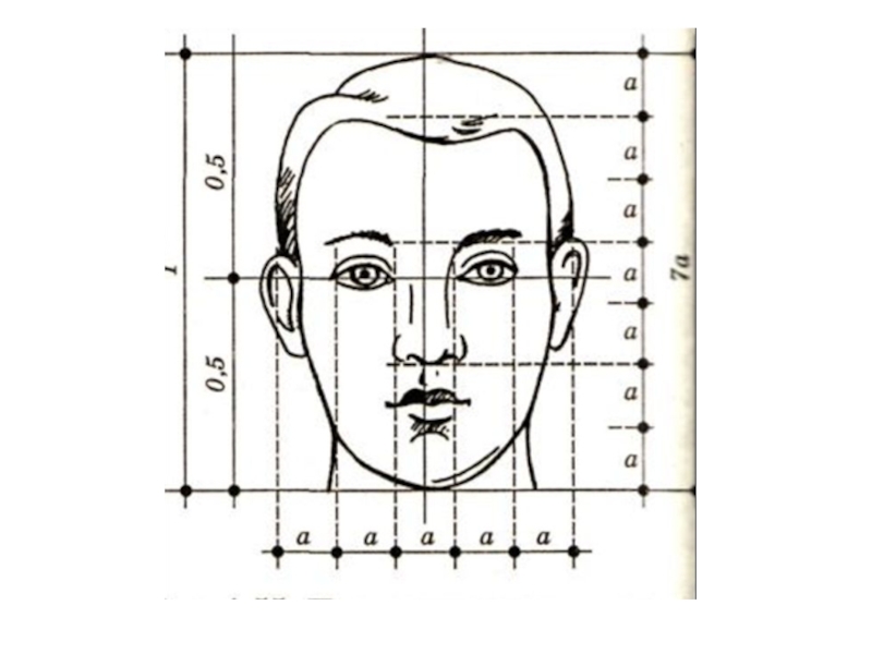 Как рисовать пропорции лица