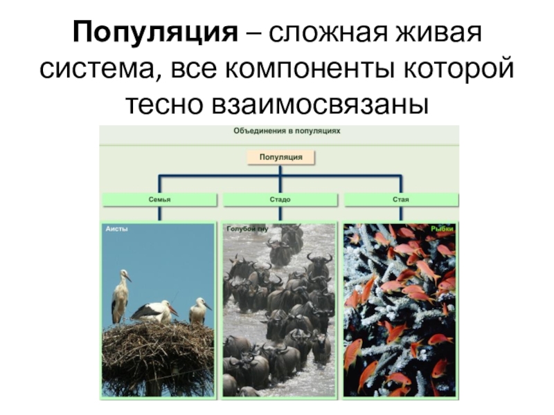 Охрана видов и популяций презентация 11 класс