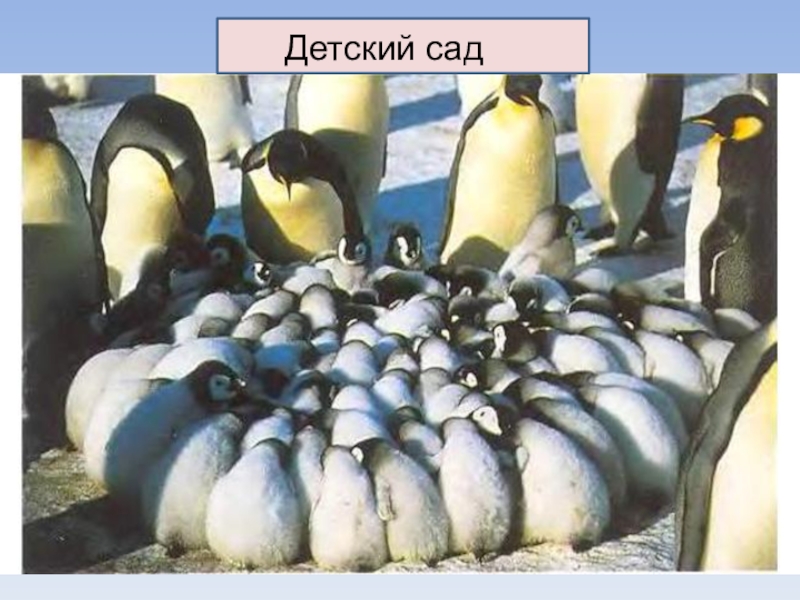 Сбились в кучку значение. Ясли императорских пингвинов. Пингвиний детский сад. Пингвины детский сад. Детские сады у пингвинов.