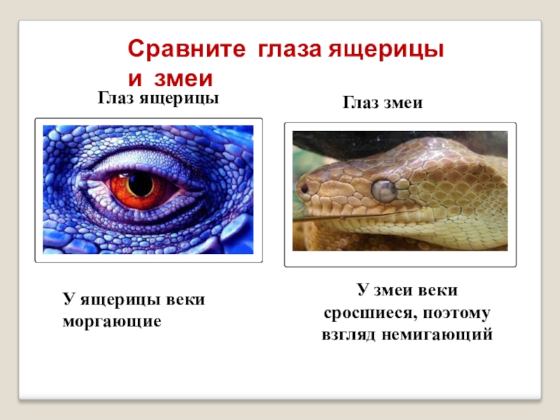 Чем ящерицы отличаются от змей. Строение глаза рептилий. Строение глаза пресмыкающегося. Орган зрения рептилий. Строение глаза ящерицы.