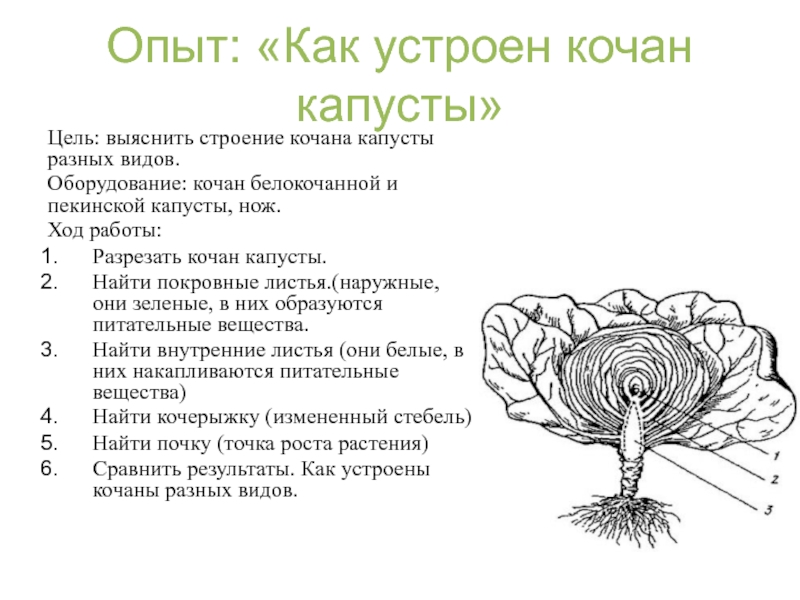 Строение капусты белокочанной схема и рисунок