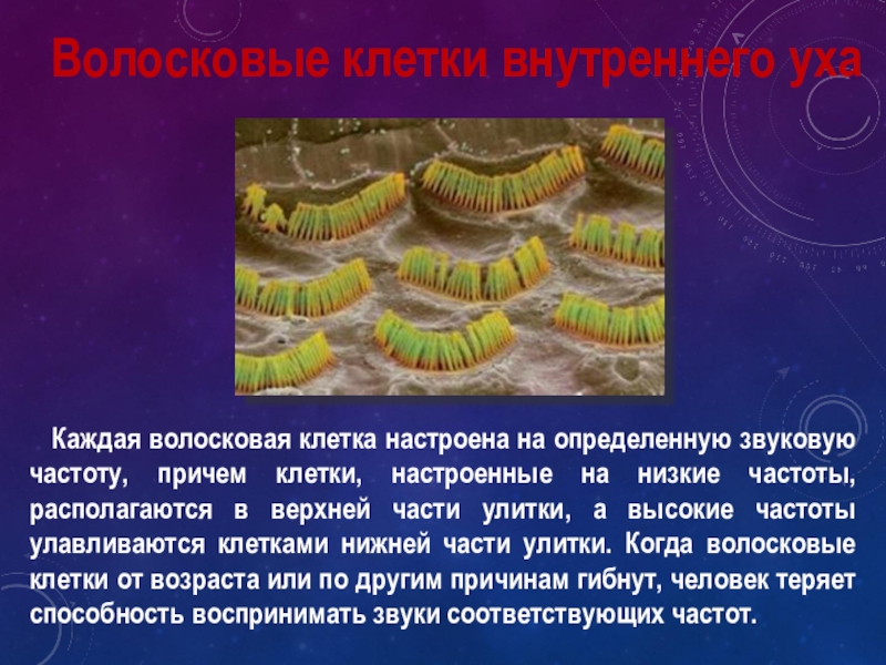 наружные волосковые клетки гистология. волосковая клетка внутреннего уха строение. волосковые клетки улитки внутреннего уха. волосковые клетки схема. волосковые клетки внутреннего уха.