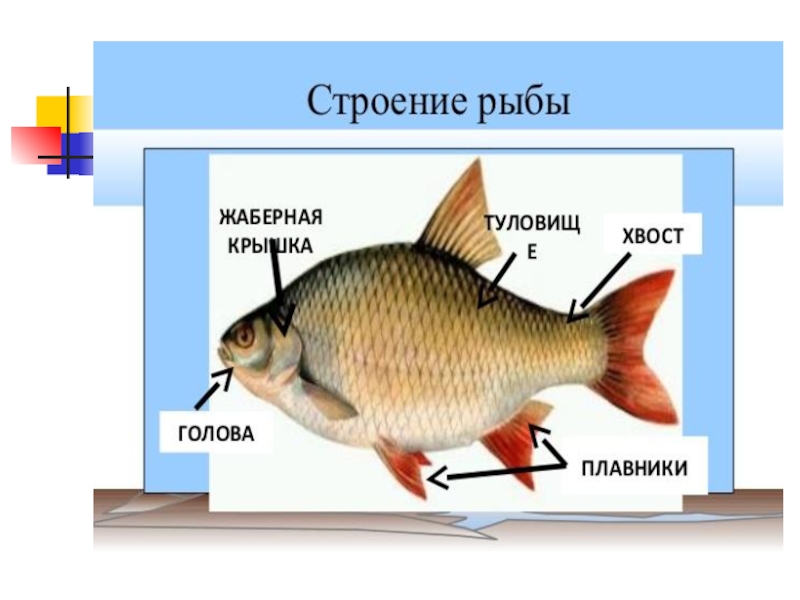 Рыбка окружающий. Строение рыбы 1 класс. Строение рыбы для первого класса. Строение тела рыбы 1 класс. Строение рыбы для детей.