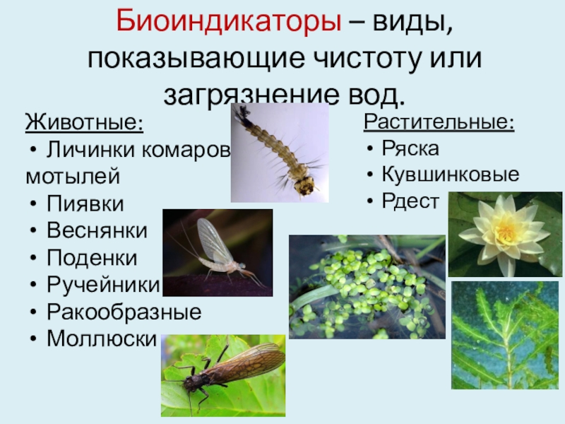 Растения биоиндикаторы презентация