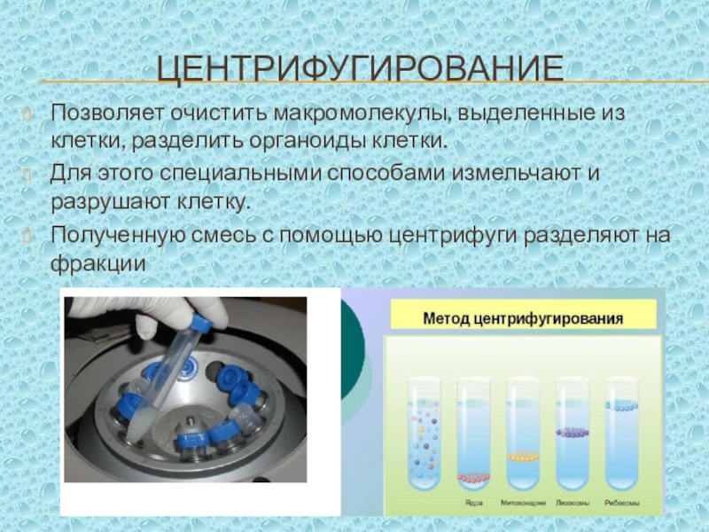 Фракционирования плазмы. Разделение клеток центрифугированием. Центрифугирование органоидов клетки. Центрифугирование в биологии это метод. Метод дифференциального центрифугирования цитология.