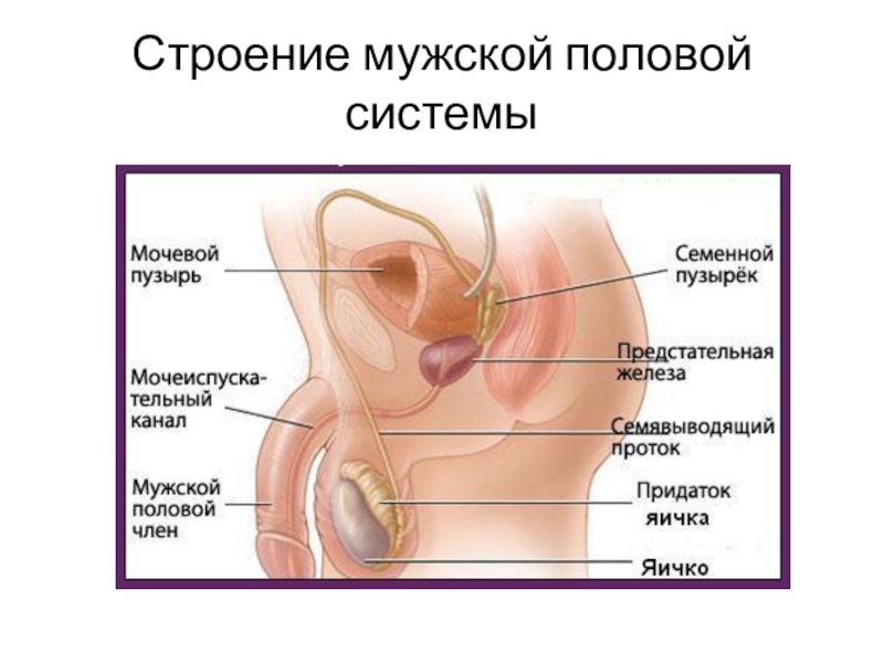 Презентация по биологии 8 класс половая система человека