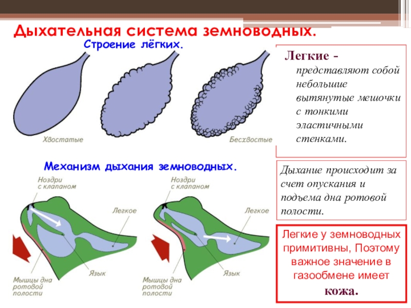 Дыхание земноводных осуществляется благодаря