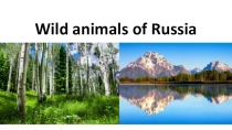 Презентация по английскому языку Wild animals of Russia