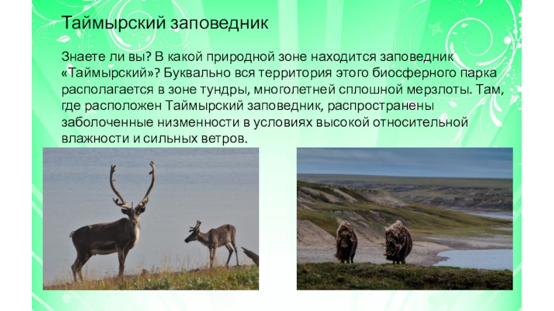 Название заповедников в зоне лесов. Таймырский заповедник природная зона. Таймырский заповедник в тундре. Заповедники тундры. Заповедники расположенные в зоне тундры.