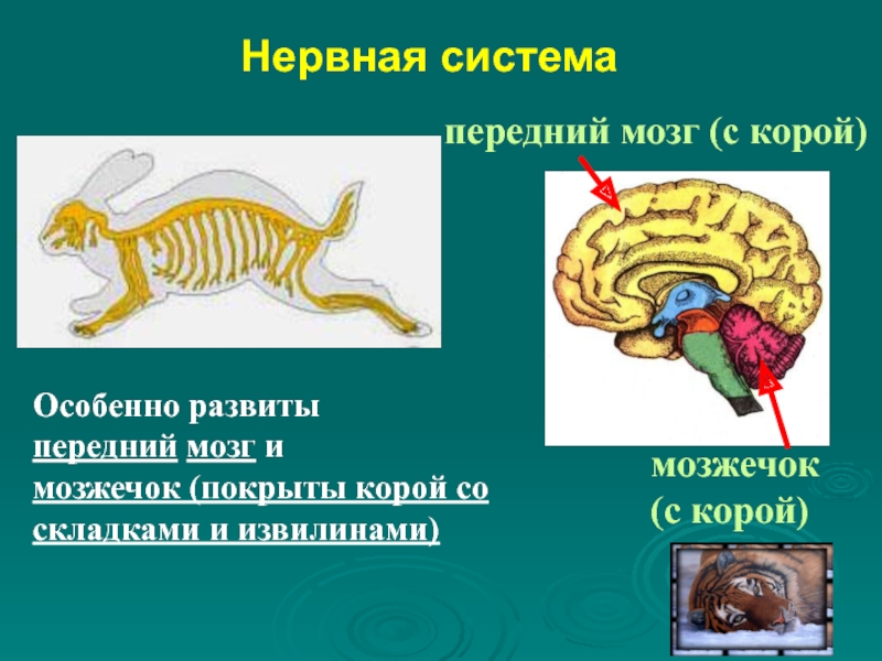 Нервная системаОсобенно развиты передний мозг и мозжечок (покрыты корой со складками и извилинами)мозжечок (с корой)передний мозг