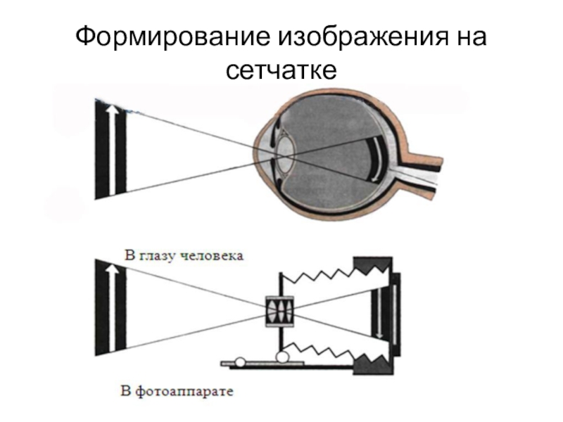 На сетчатке глаза изображение предмета. Глаз и зрение формирование изображения на сетчатке. Формирование изображения. Схема формирования изображения на сетчатке. На сетчатке формируется изображение.