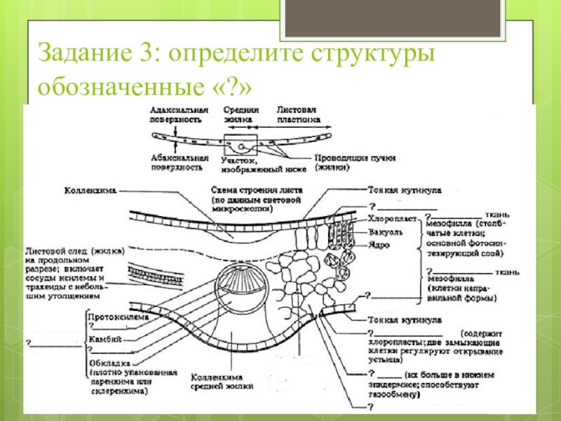 Укажите при помощи каких структур