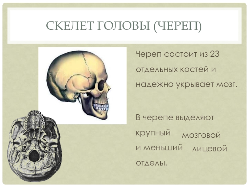 Скелет головы (череп)Череп состоит из 23 отдельных костей и надежно укрывает мозг.В черепе выделяют крупный  и