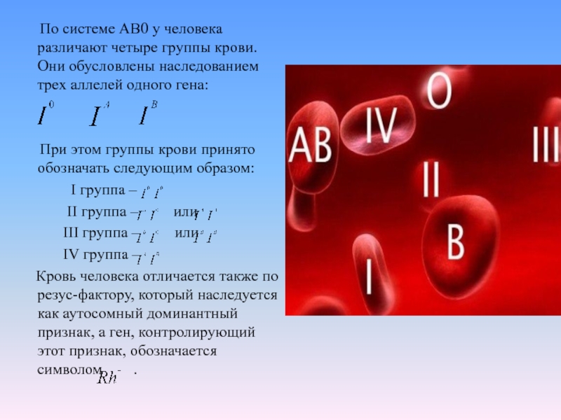 По системе АВ0 у человека различают четыре группы крови. Они обусловлены наследованием трех аллелей