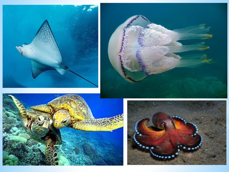 Про обитателей океана. Морские обитатели. Обитатели океанов. Подводный мир название обитателей. Обитатели морей и океанов для детей.