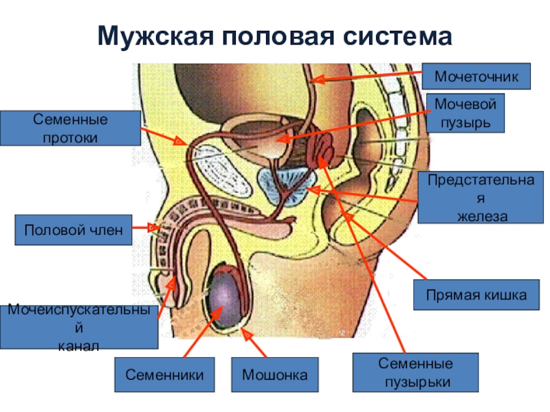 Презентация по биологии 8 класс размножение человека