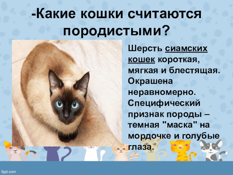 Сиамская кошка презентация