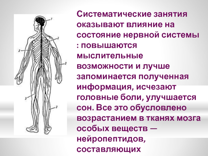 Защита нервной системы. Влияние физических упражнений на нервную систему. Влияние физических нагрузок на нервную систему. Влияние физ упражнений на нервную систему. Влияние физических упражнений на периферическую нервную систему.