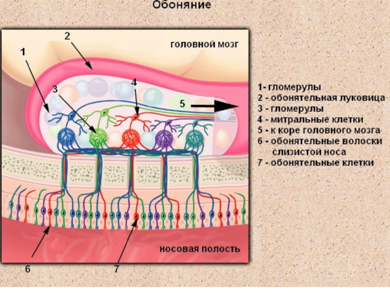 Органы осязания обоняния и вкуса презентация