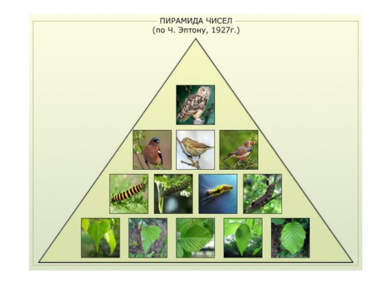 Экологические пирамиды презентация 11 класс