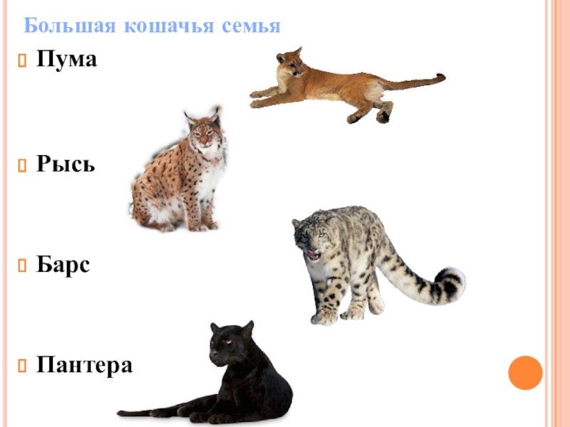 Презентация кошка и рысь