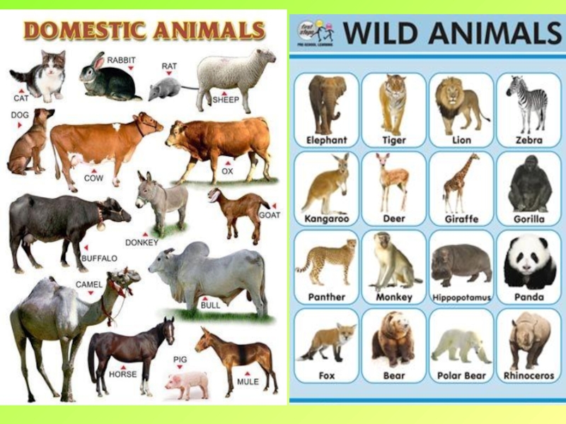 Wild animals тема. Domestic and Wild животные для дошкольников. Wild animals на английском. Wild animals список. Domestic animals in English.