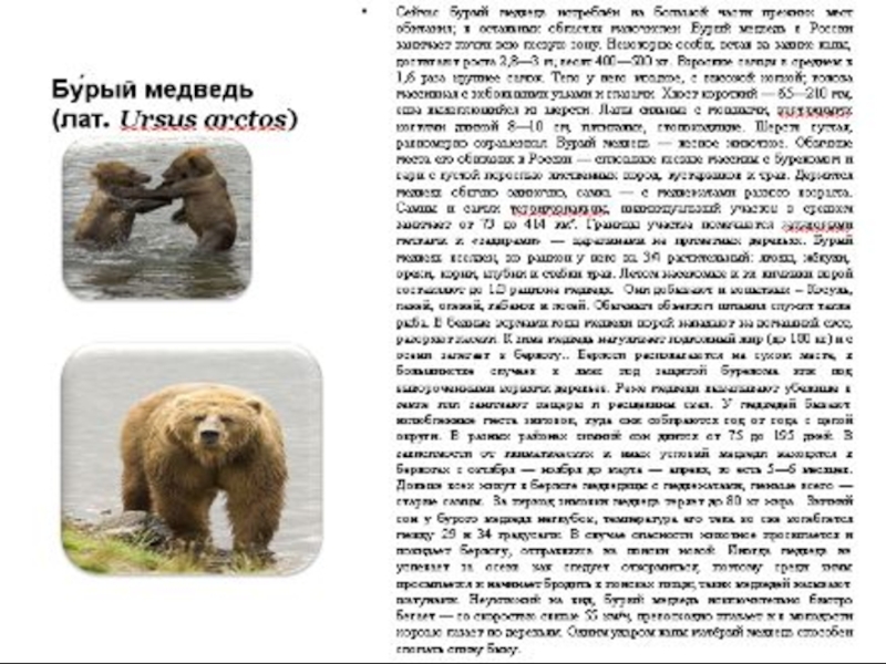 Сочинение описание по картине камчатский бурый медведь