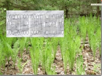 Презентация Бесполое размножение организмов