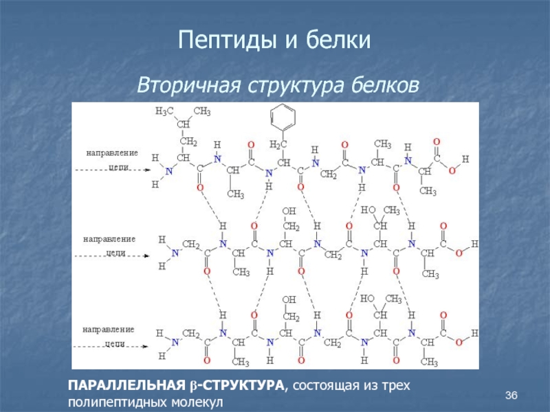 Белки и аминокислоты презентация по химии