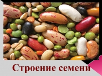 Строение семени( 6-7 класс)