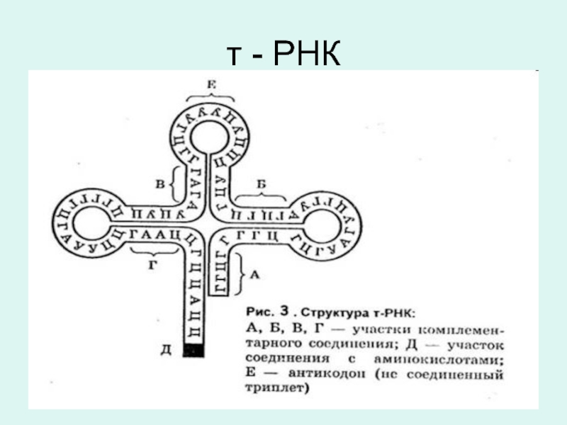 Схема т рнк