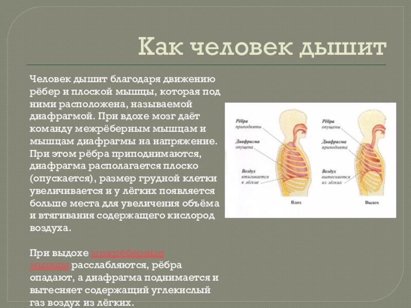 Чем дышит человек. Как дышит человек. Как дышит человек кратко. Как дышит человек картинки. Как человек выдыхает.