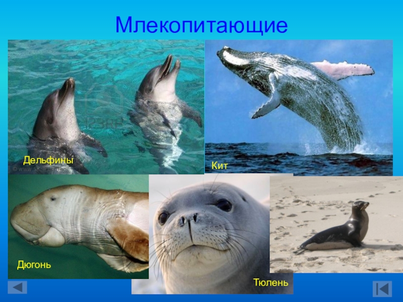 Дельфин относится к группе животных. Дельфины млекопитающие. Киты дельфины тюлени. Ластоногие дельфины. Дельфин и тюлень.