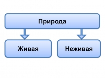 Презентация по биологии на тему Наука о живой природе