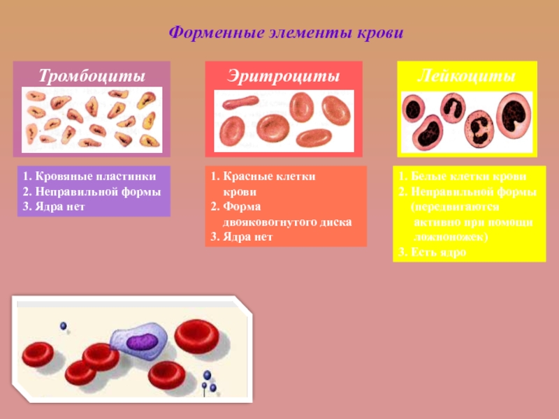 Образование кровяных пластинок