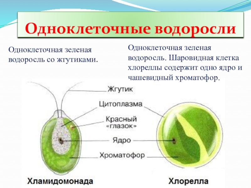 Хлорелла одноклеточная водоросль