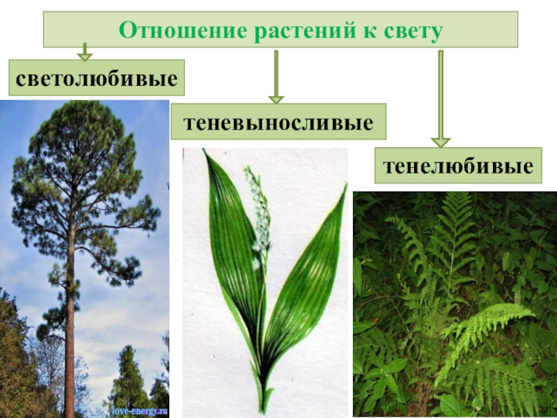 Экологические группы растений по отношению к свету презентация