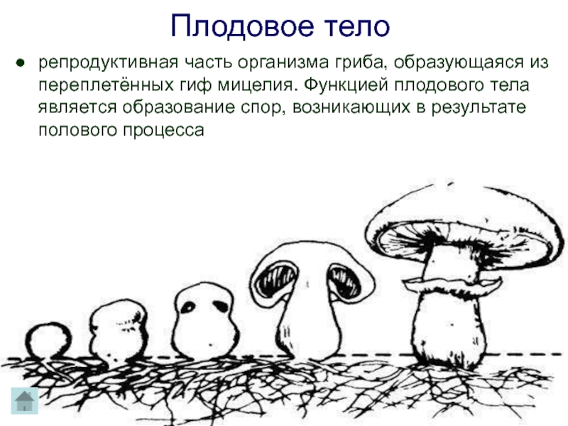 Функция плодового. Функции плодового тела у грибов. Гриб (плодовое тело). Плодовое тело шляпочных грибов образовано. Плодовое тело функции.