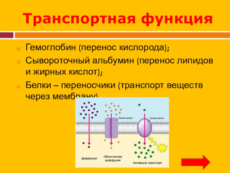 Перенос кислорода. Транспортная функция гемоглобина. Гемоглобин функция белка. Транспорт жирных кислот через мембрану. Перенос кислорода гемоглобином.