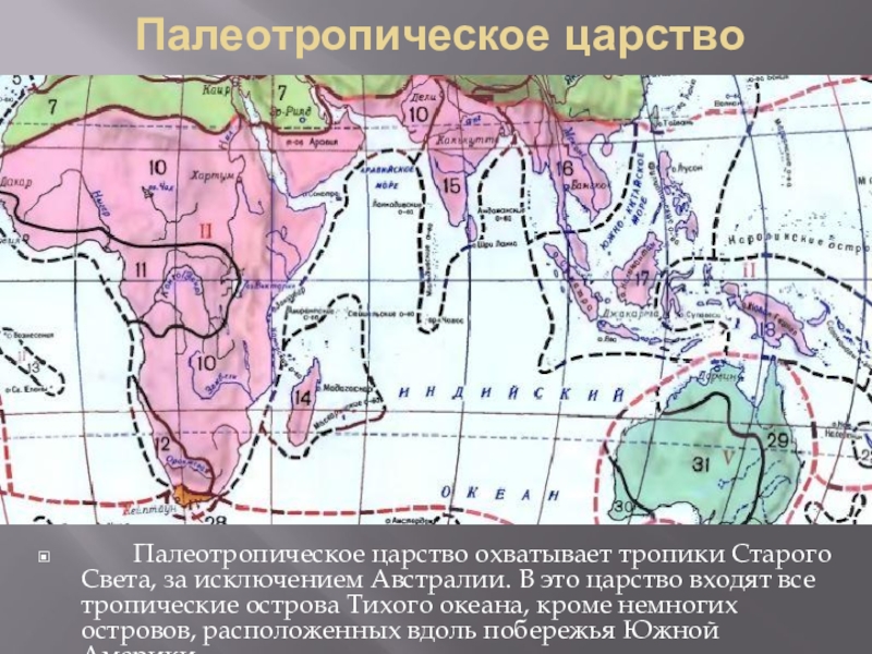 Палеотропическое царство карта