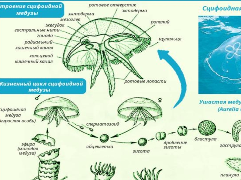 Жизненные циклы презентация 8 класс