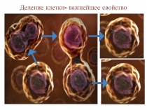 Презентация к уроку биологии 6 класс тема Митоз