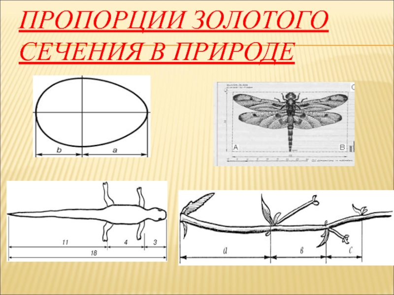 Золотое сечение в природе и искусстве презентация