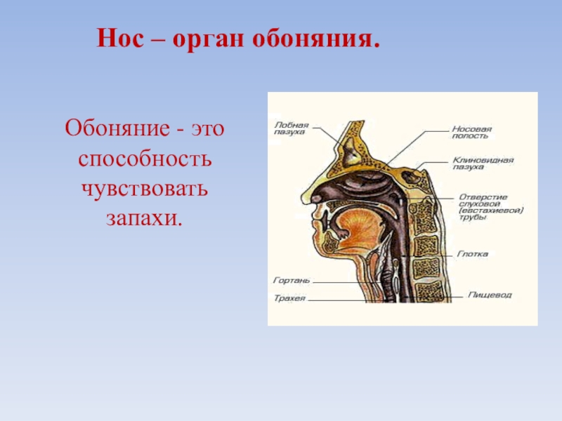 Презентация органы обоняния