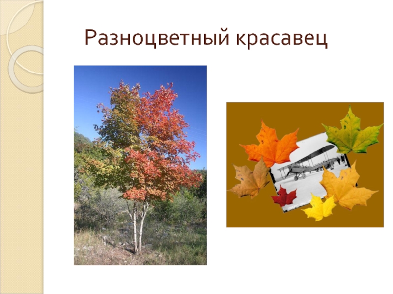 Деревья презентация 2 класс. Дерево 2 класс. Деревья и кустарники осенью 2 класс перспектива. Деревья окружающий мир 2 класс. Деревья и кустарники осенью 2 класс перспектива презентация.