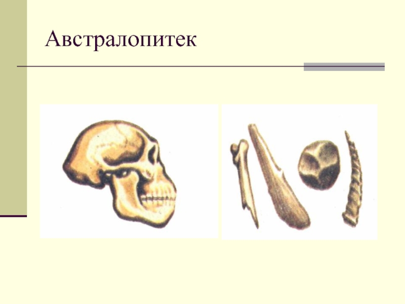 Австралопитеки презентация по биологии