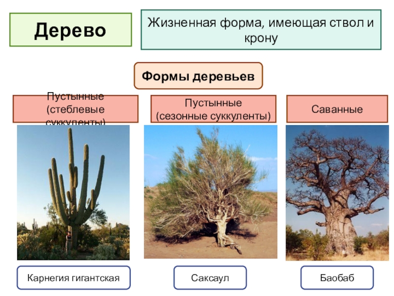 Какими жизненными формами представлены